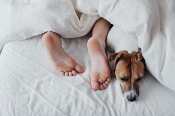 Можно ли спать в одной постели с собаками и кошками